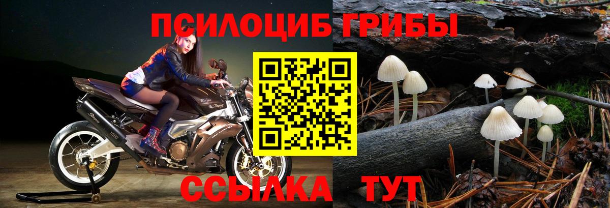 Псилоцибиновые грибы Cubensis Курганинск